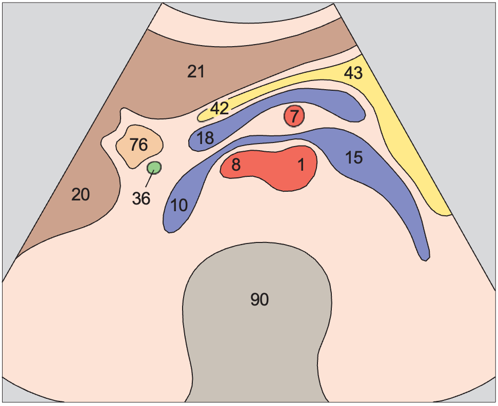 Duodenum anatomy diagram, Left renal vein and right renal artery
