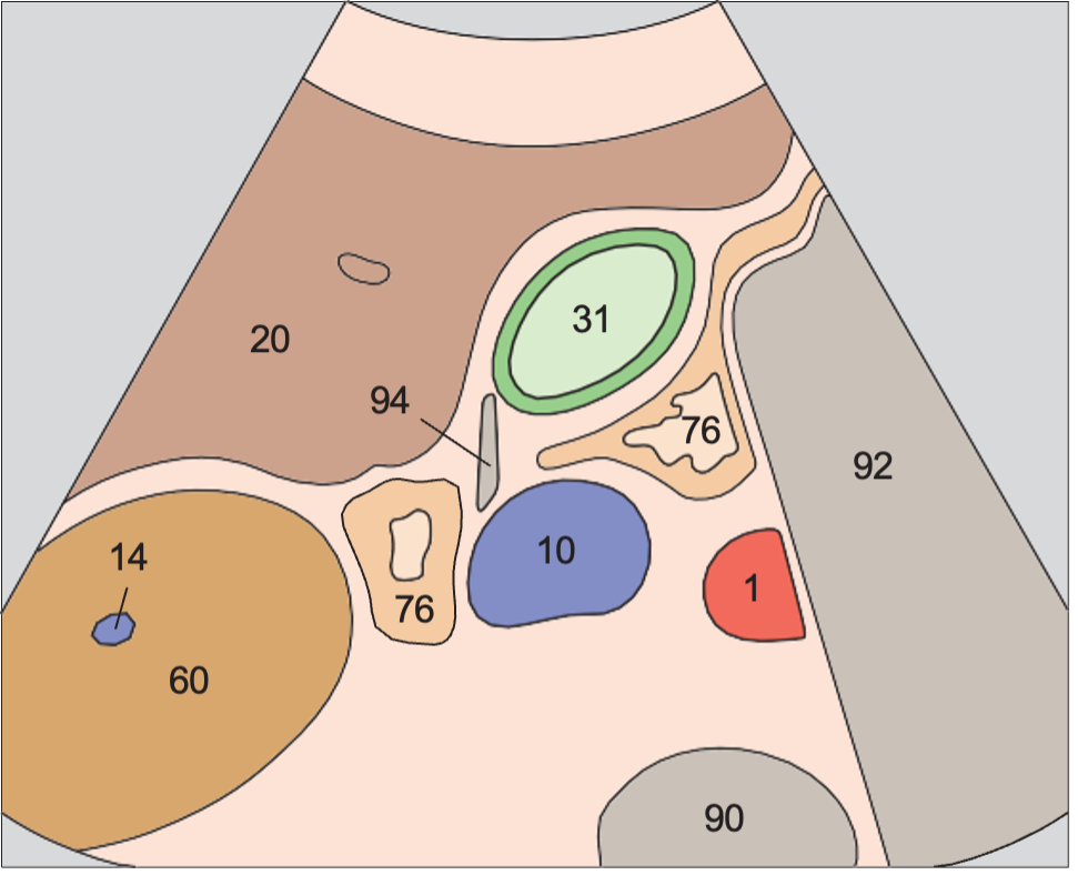 Duodenum anatomy diagram, Gallbladder fundus