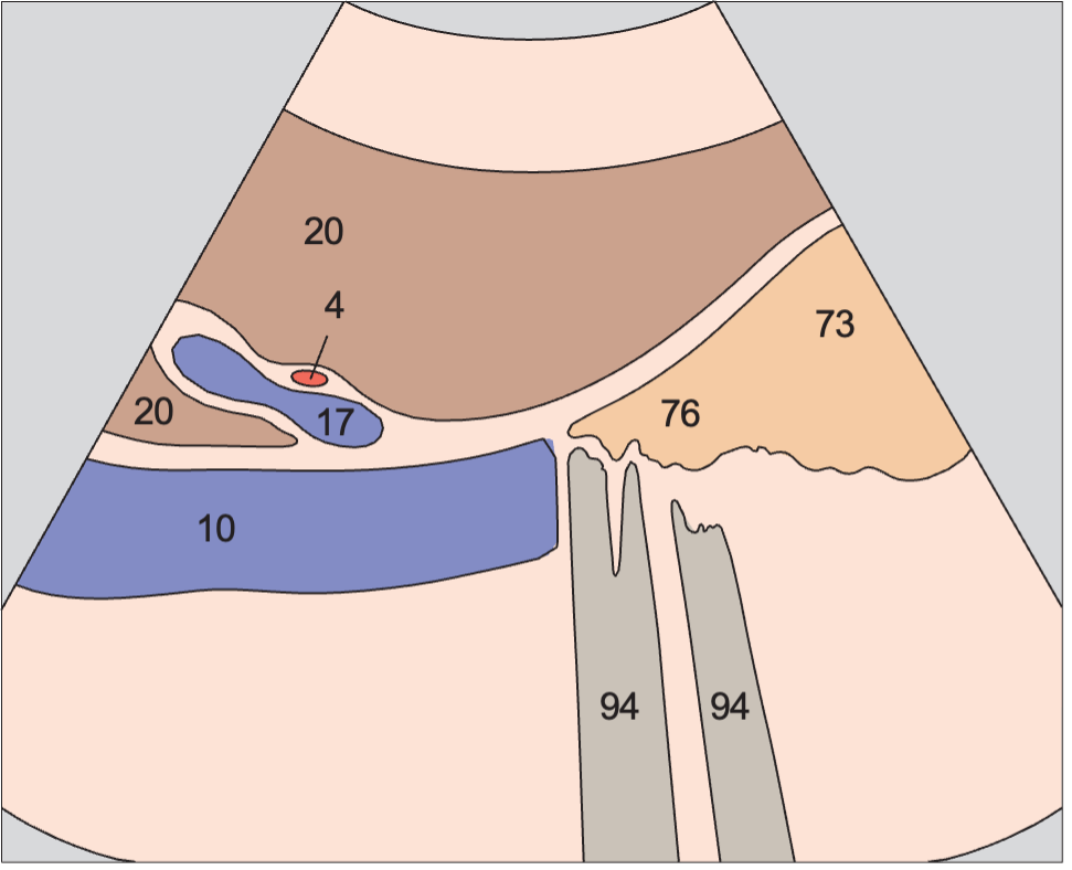 Duodenum anatomy diagram, Vena cava, duodenum, bifurcation of portal vein
