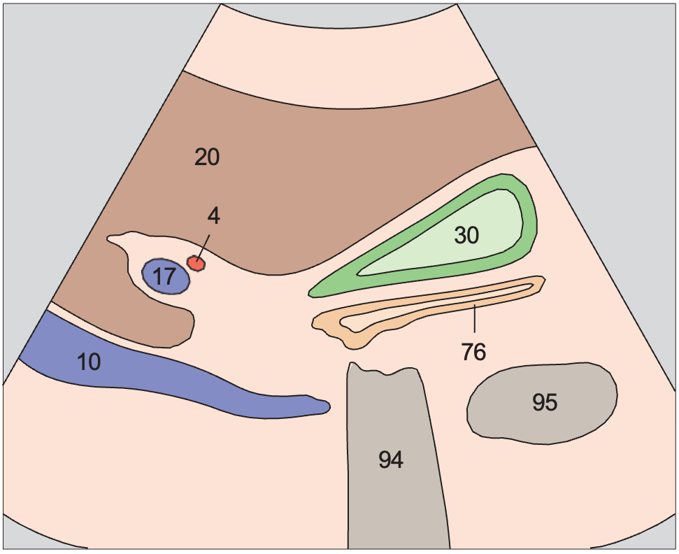 Duodenum anatomy diagram, Right portal vein branch, duodenum, gallbladder body