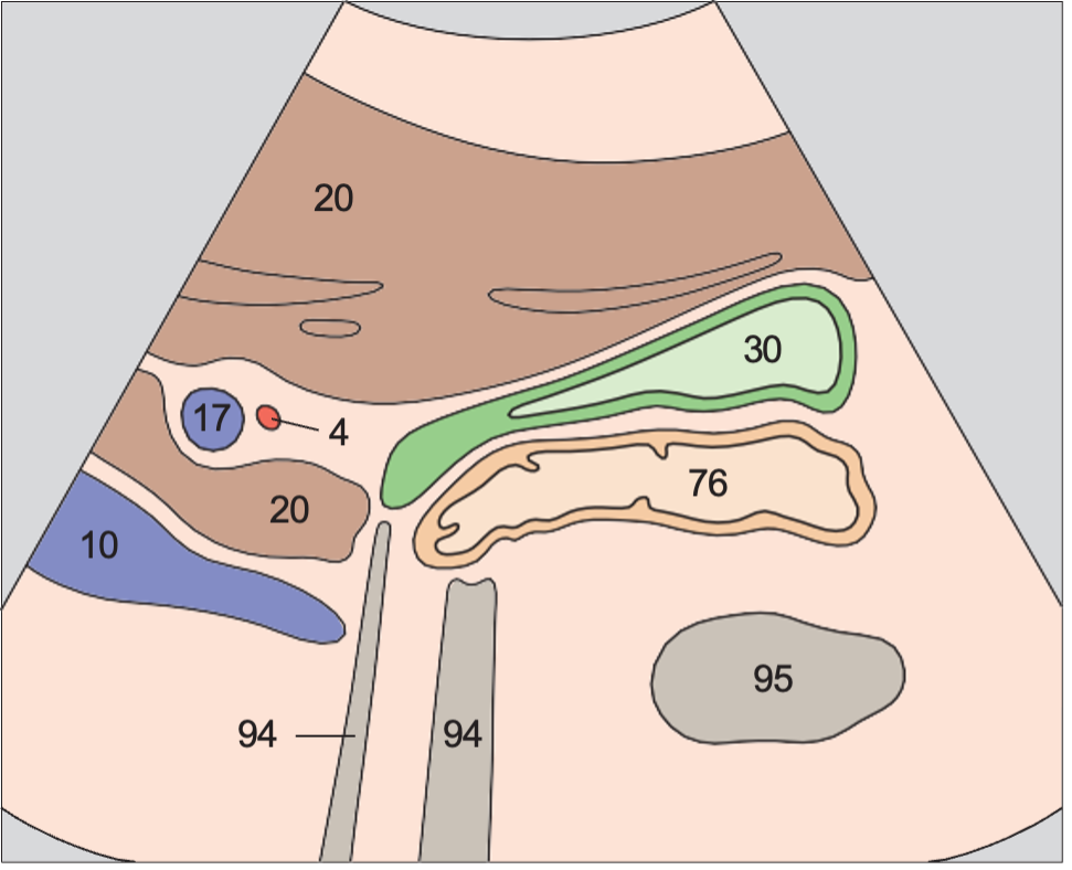 Duodenum anatomy diagram, Right portal vein branch, body and neck of gallbladder