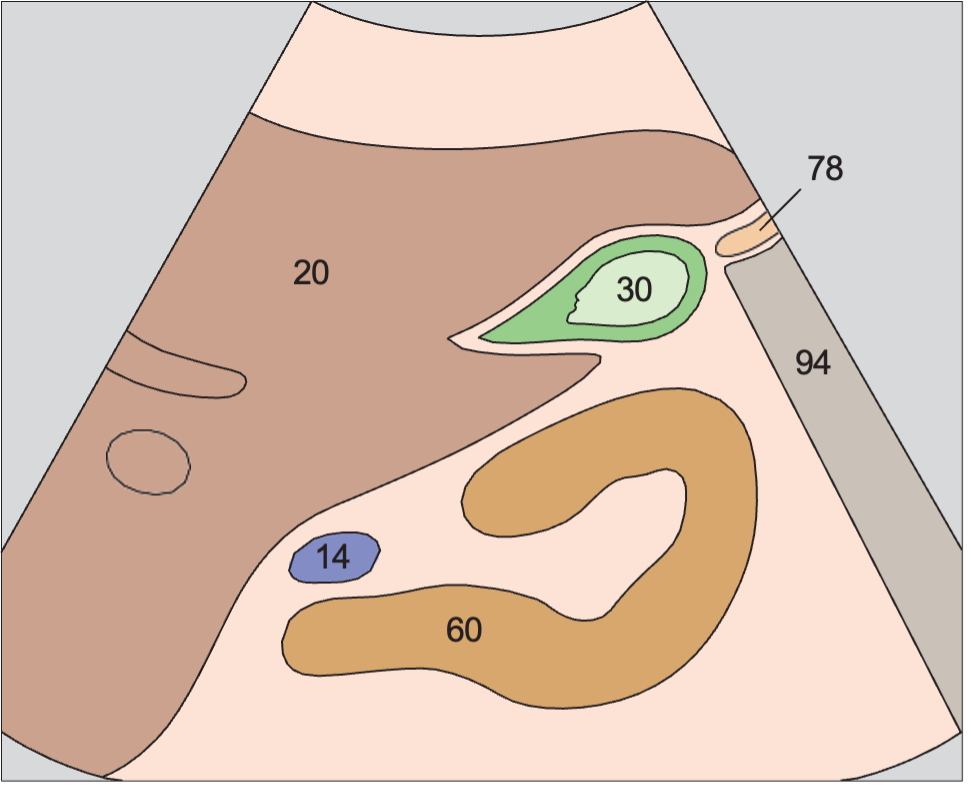 Gallbladder anatomy diagram, Gallbladder fundus, kidney
