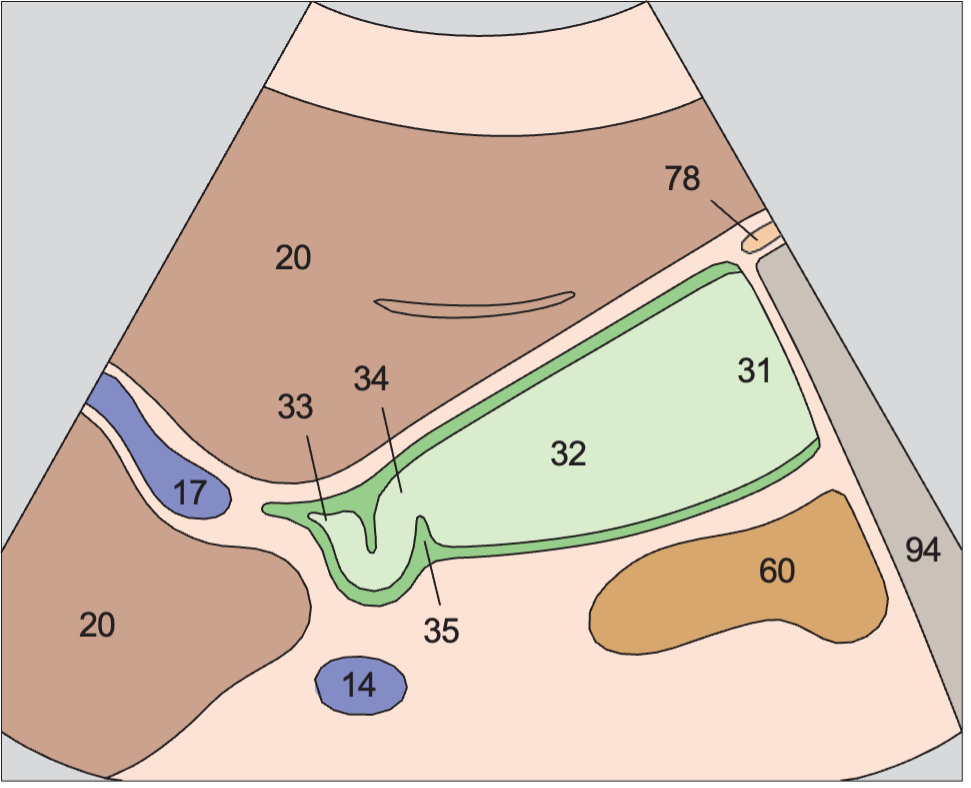 Right kidney anatomy diagram, Regions of the gallbladder, spiral folds