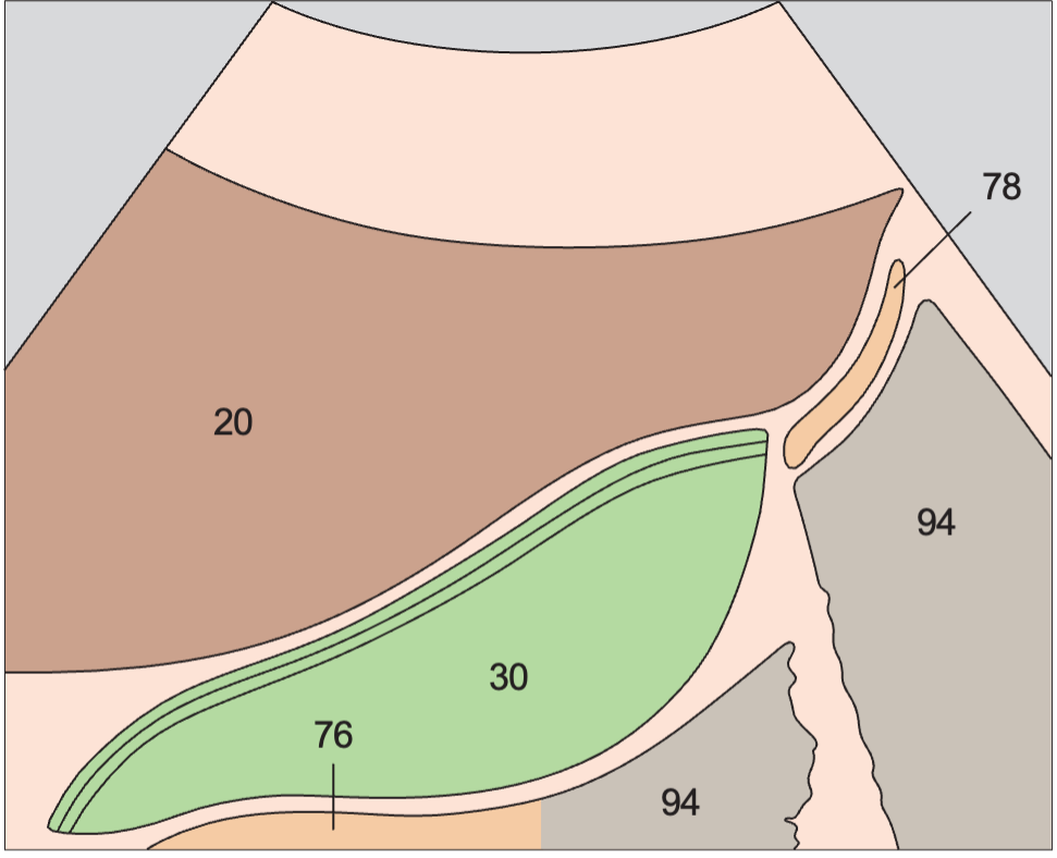 Duodenum anatomy diagram, Layers of the gallbladder wall