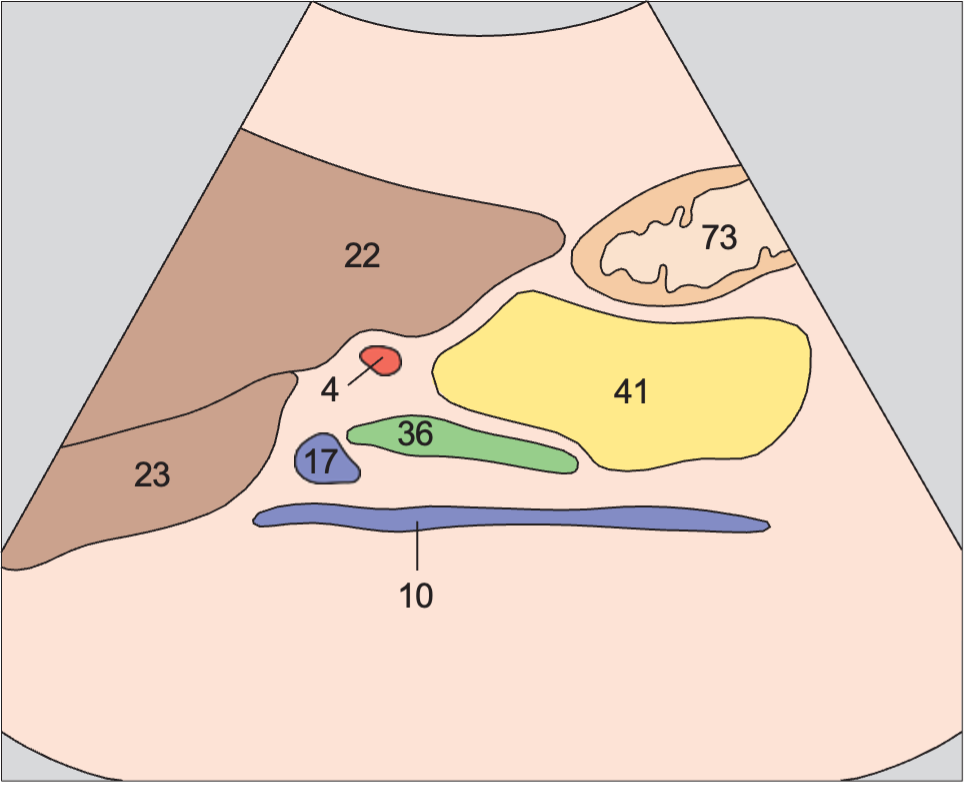 Caudate lobe anatomy diagram, Head of pancreas, bile duct