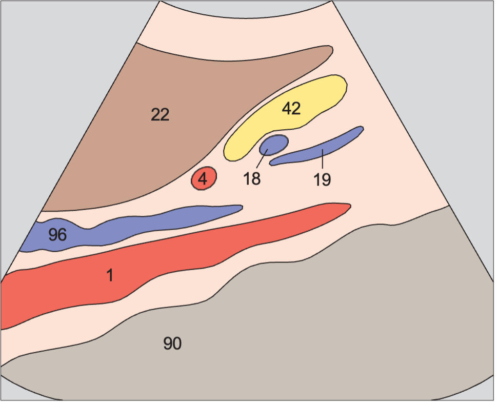 Quadrate lobe anatomy diagram, Body of pancreas, splenic vein