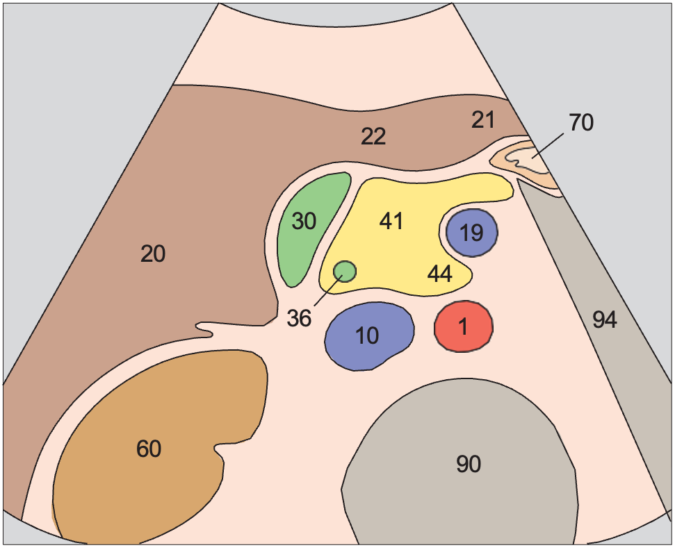 Gallbladder anatomy diagram, Head of pancreas, vena cava, superior mesenteric vein, uncinate process, gallbladder