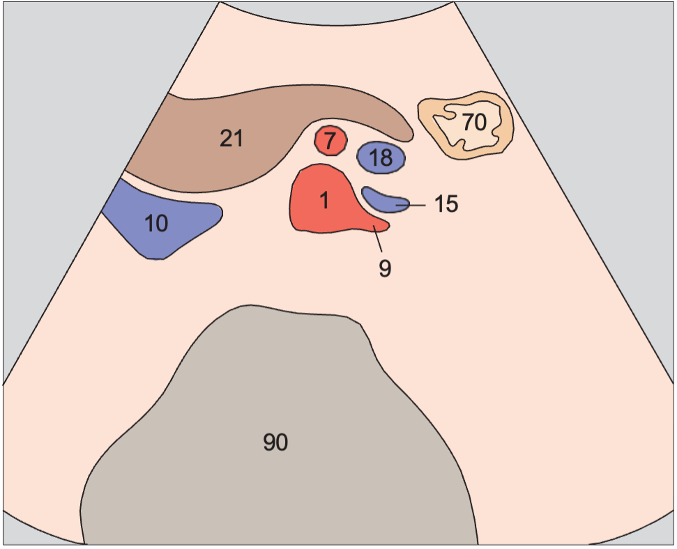 Stomach anatomy diagram, Left renal artery and vein, superior mesenteric artery and vein, aorta