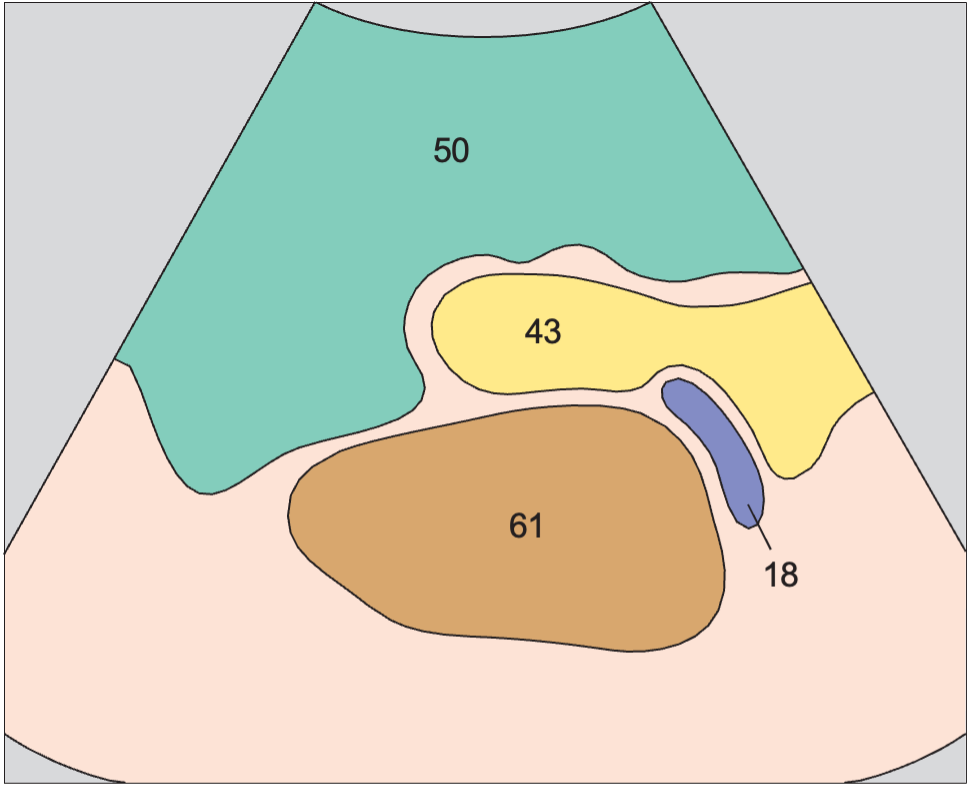 Spleen anatomy diagram, Spleen, tail of pancreas, kidney
