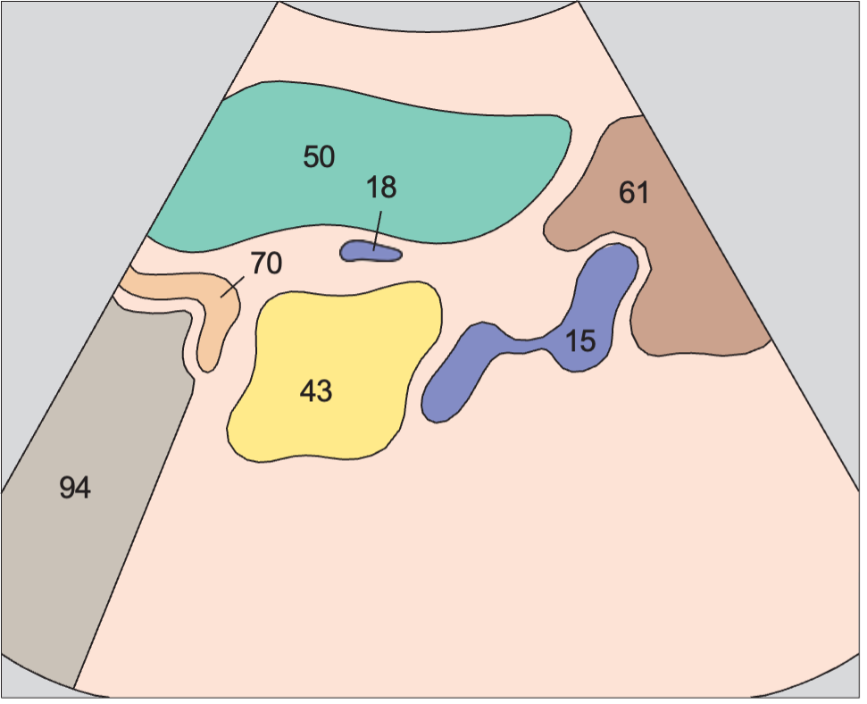 Spleen anatomy diagram, Spleen, tail of pancreas, kidney