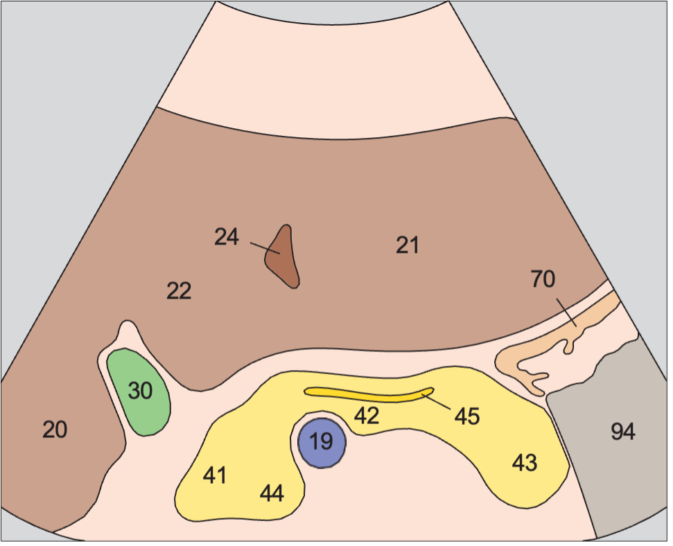 Gallbladder anatomy diagram, Transverse scan of pancreatic duct