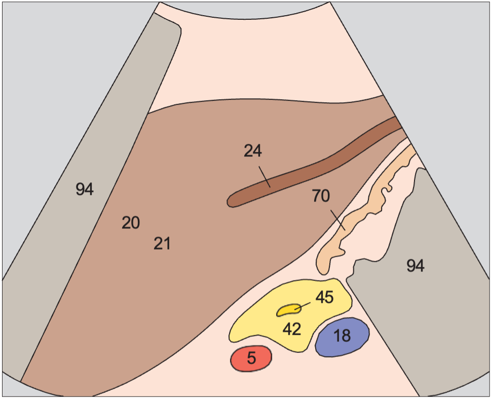 Stomach anatomy diagram, Longitudinal scan of pancreatic duct