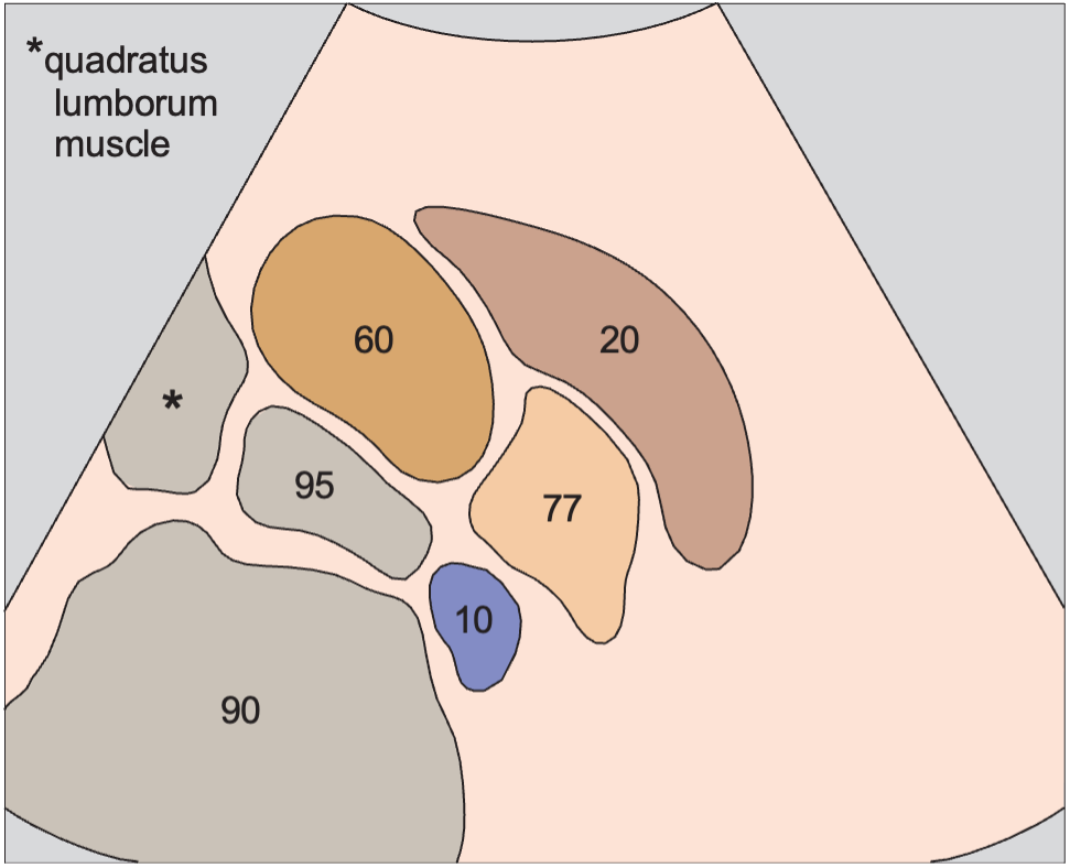 Right kidney anatomy diagram, Kidney, liver, psoas muscle, quadratus lumborum muscle