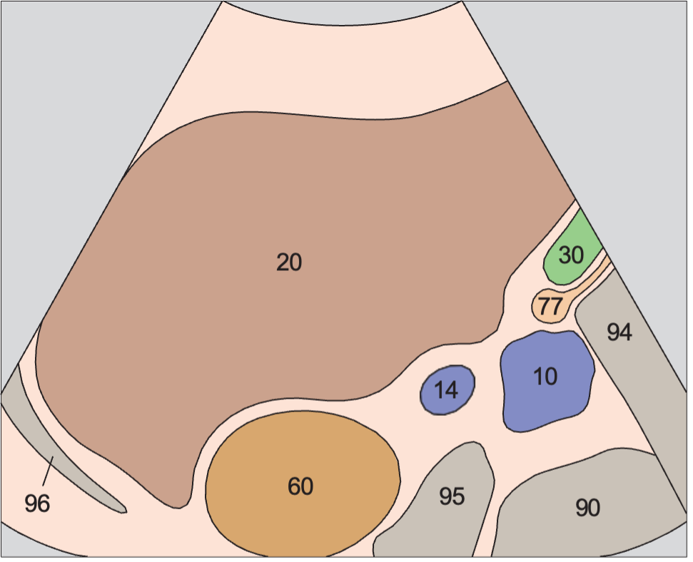 Gallbladder anatomy diagram, Kidney, renal vein, vena cava, liver