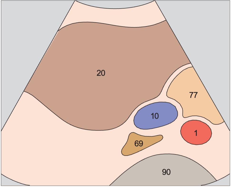 Spinal column anatomy diagram, Adrenal gland, vena cava