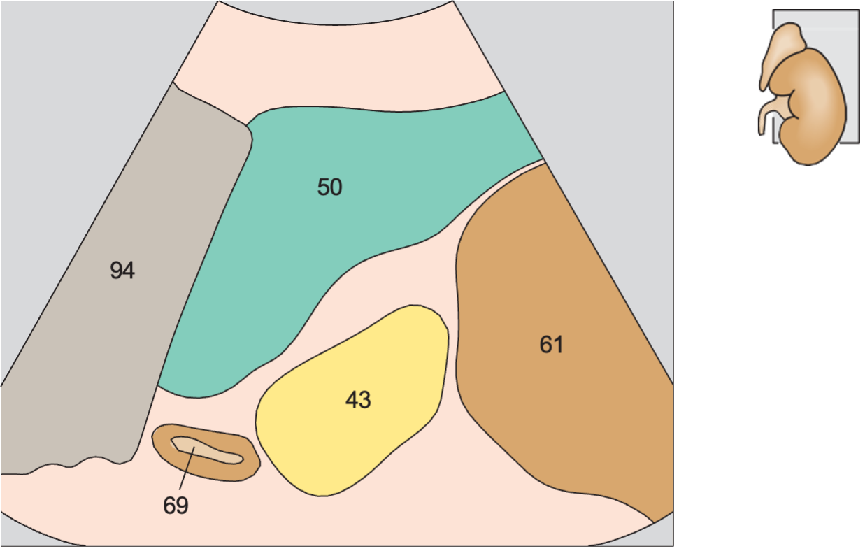 Spleen anatomy diagram, Adrenal gland, kidney, spleen
