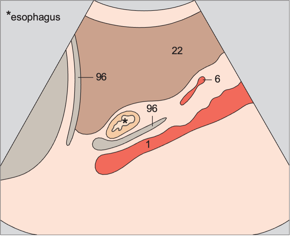 Quadrate lobe anatomy diagram, Esophagus, aorta, liver