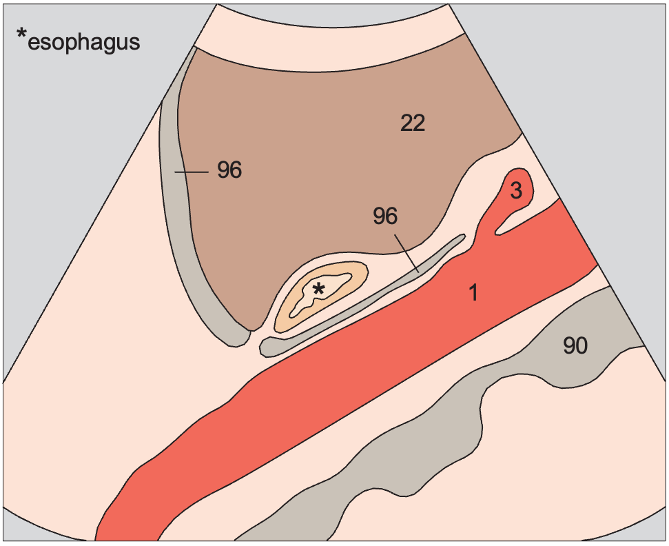 Body of stomach anatomy diagram, Esophagus, aorta, liver