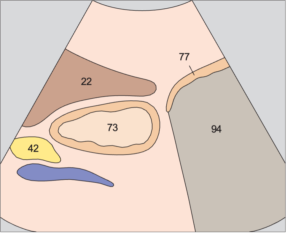 Quadrate lobe anatomy diagram, Antrum, liver, pancreas