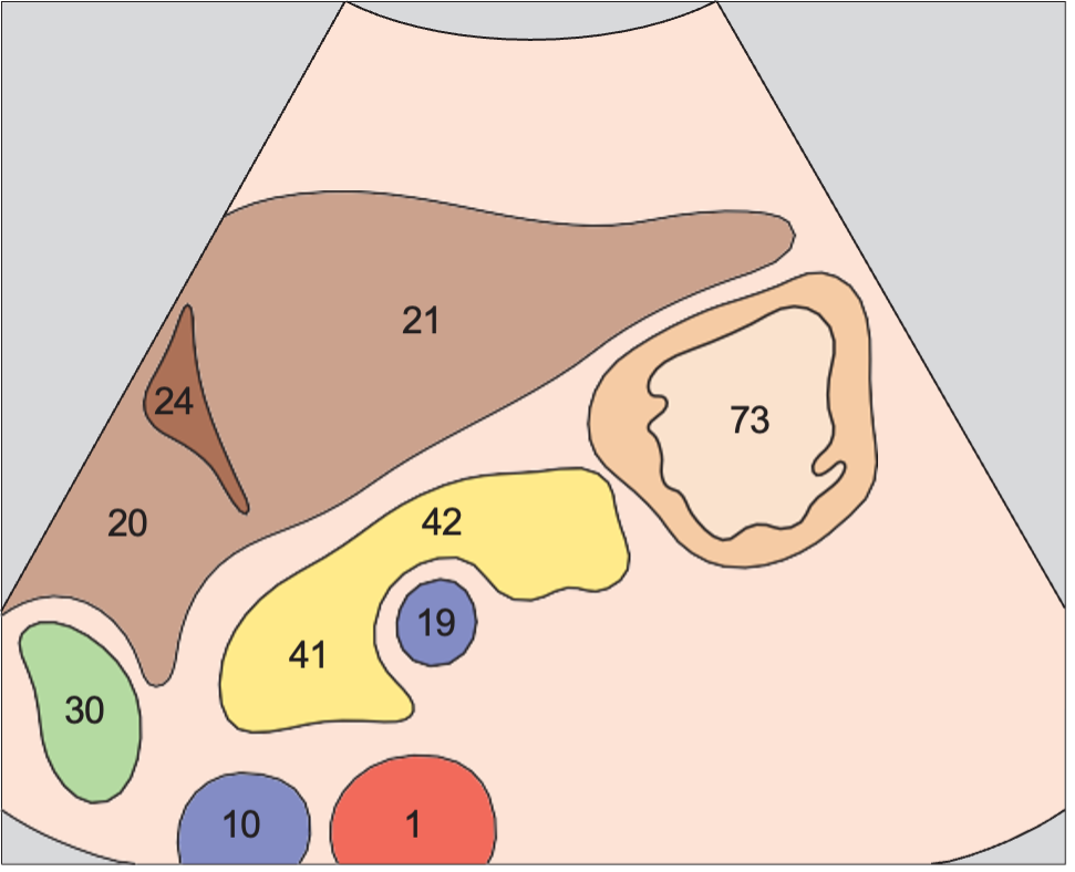 Gallbladder anatomy diagram, Antrum, liver, pancreas