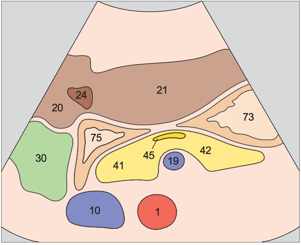 Gallbladder anatomy diagram, Antrum, duodenum, liver, pancreas, gallbladder