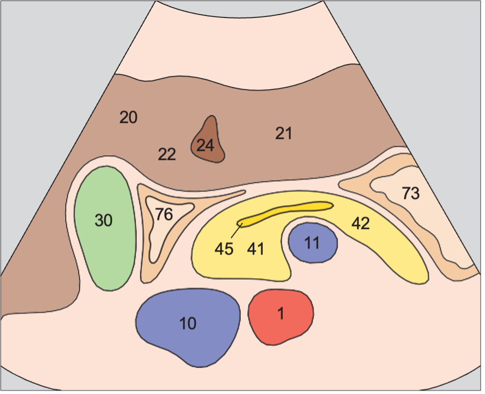 Duodenum anatomy diagram, Antrum, duodenum, liver, pancreas, gallbladder