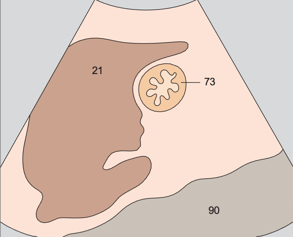 Spinal column anatomy diagram, Gastric folds