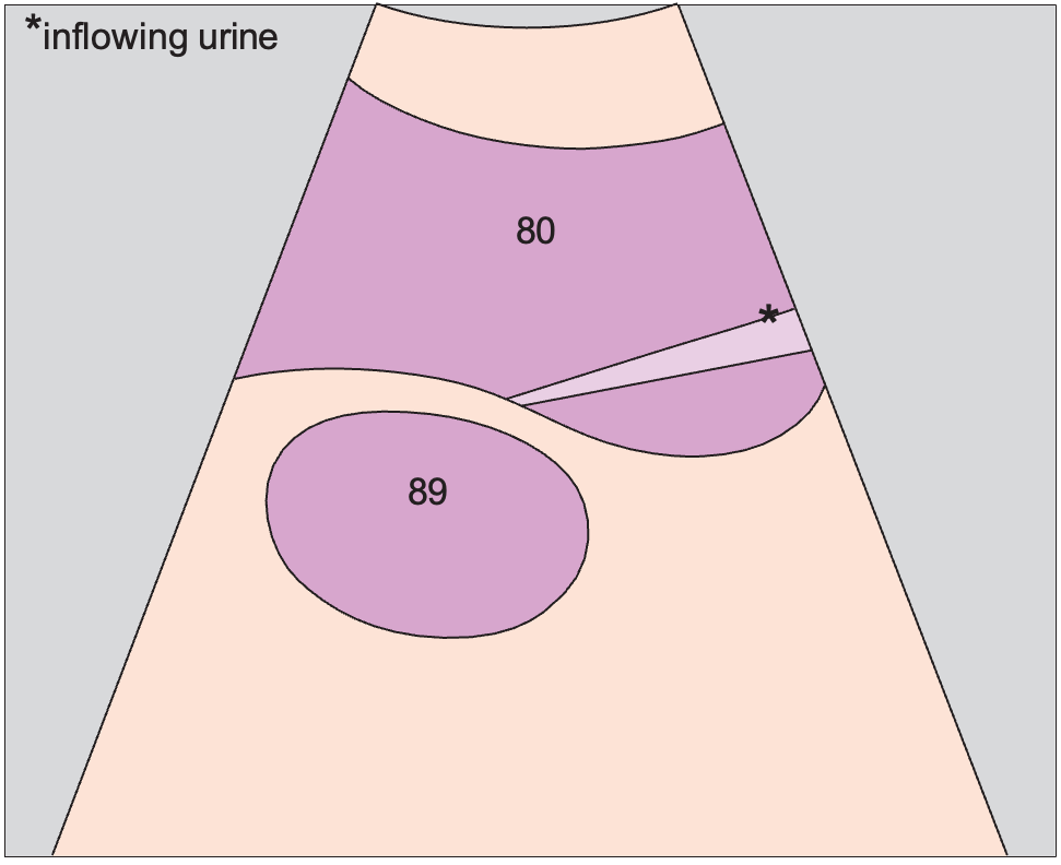 Bladder anatomy diagram, Bladder, inflow of urine