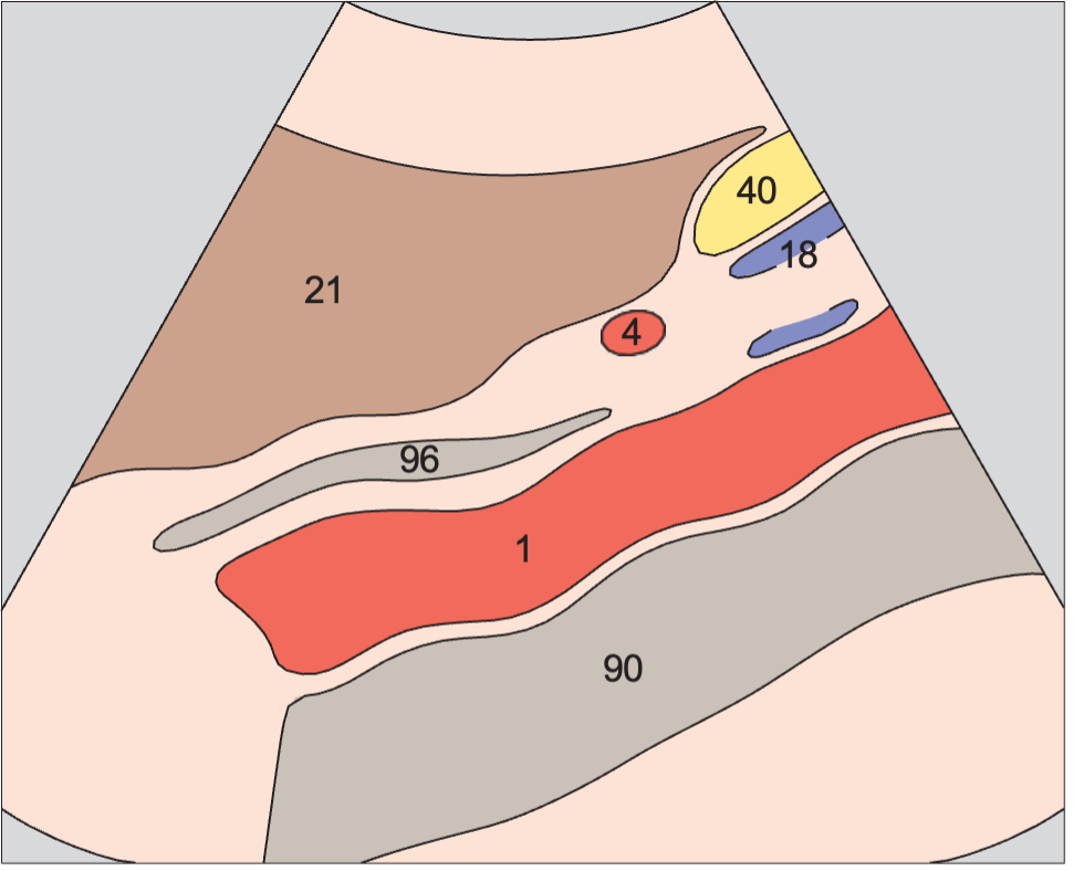 Spinal column anatomy diagram, Aorta