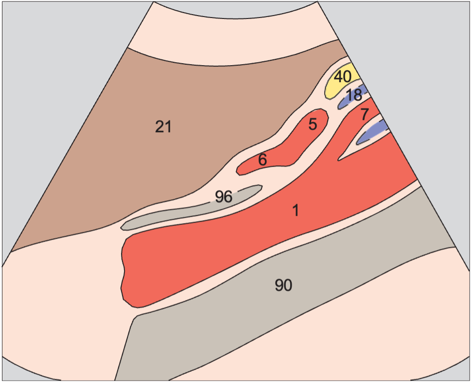 Superior mesenteric artery anatomy diagram, Splenic vein and left gastric artery
