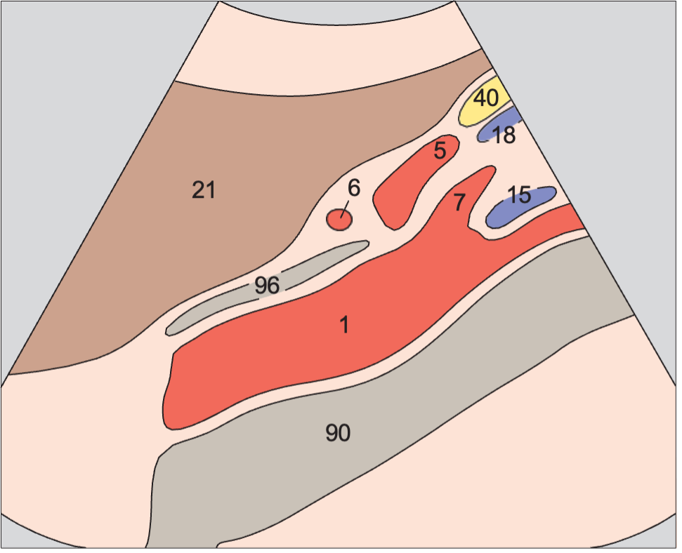 Left renal vein anatomy diagram, Splenic artery and vein, celiac trunk