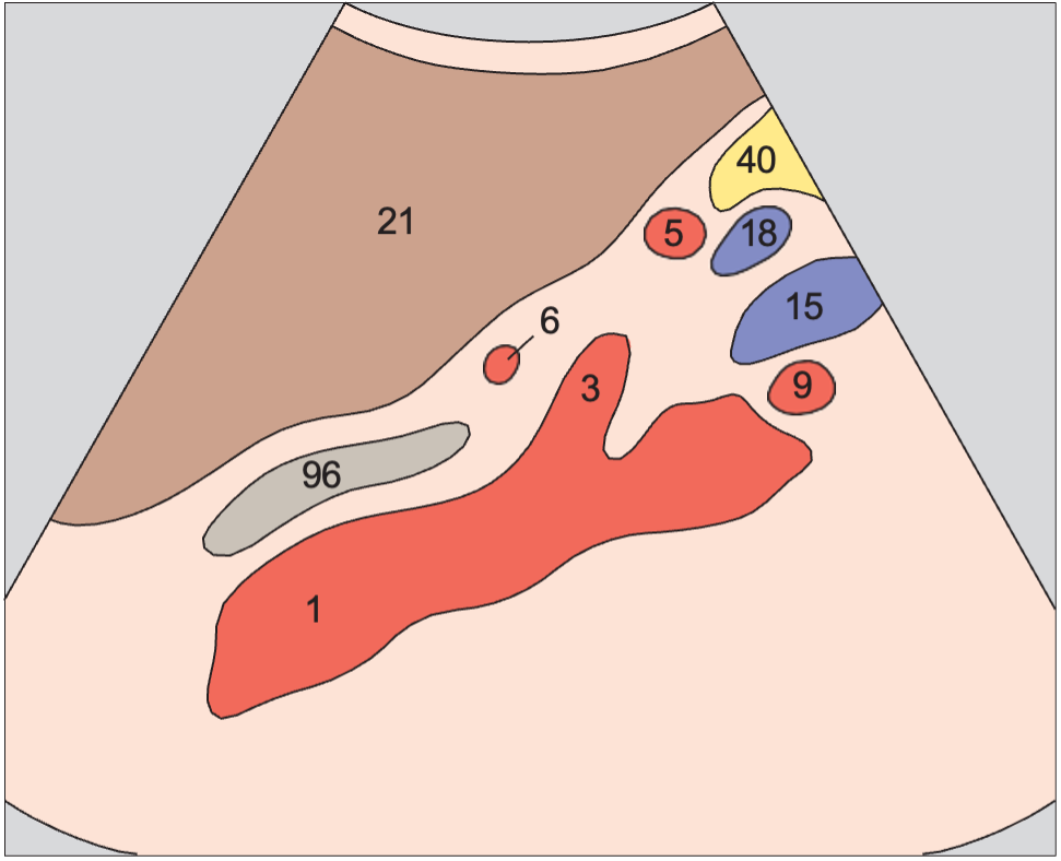 Left renal artery anatomy diagram, Splenic artery and vein, celiac trunk
