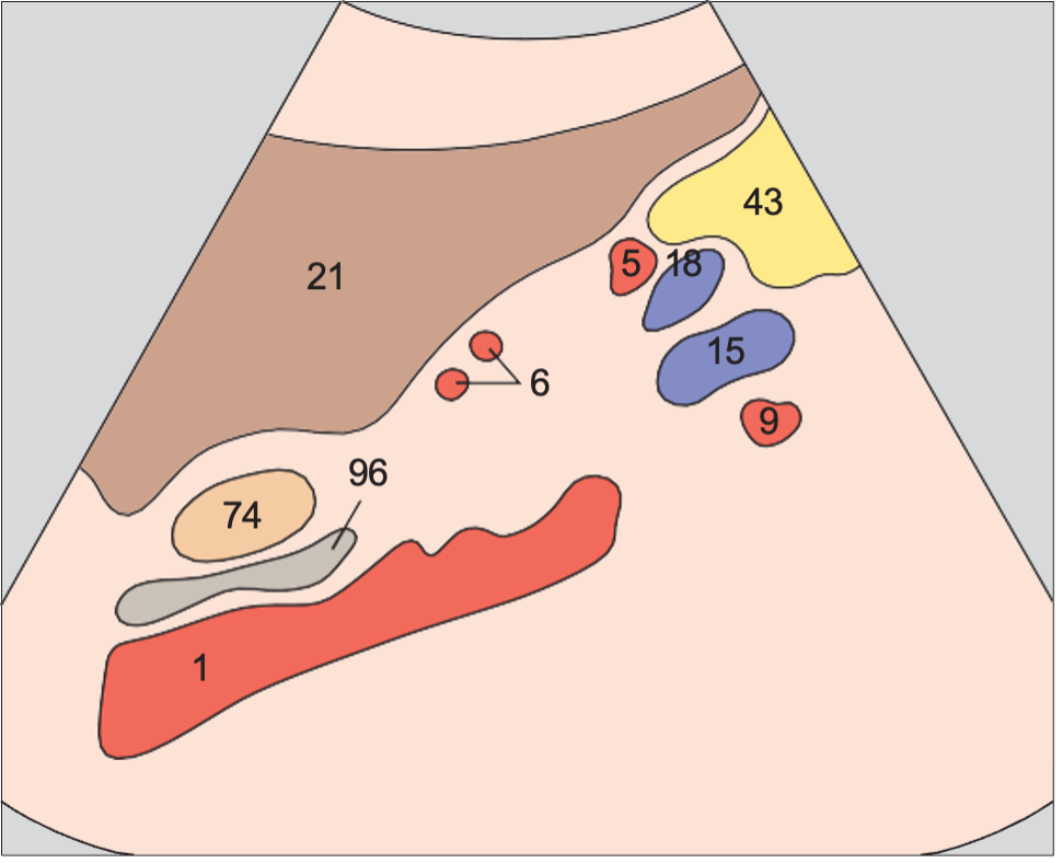 Left renal artery anatomy diagram, Splenic artery and vein, renal artery and vein