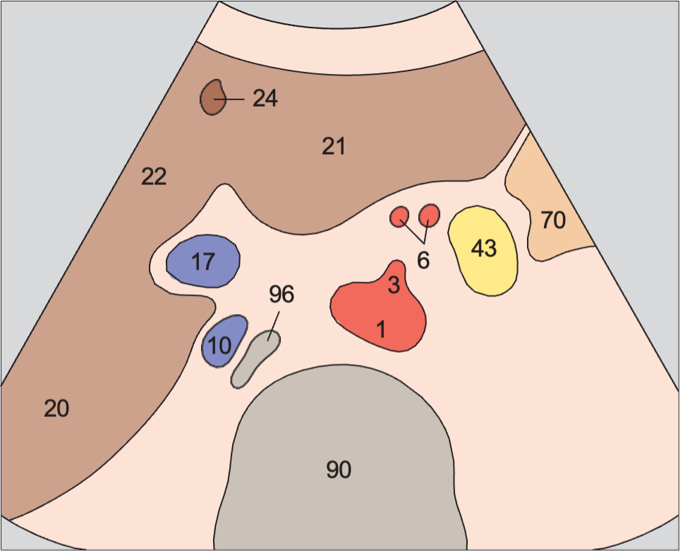 Quadrate lobe anatomy diagram, Celiac trunk