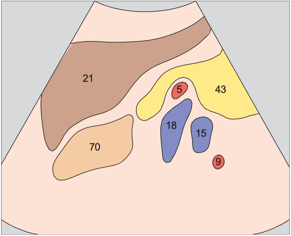Stomach anatomy diagram, Splenic artery and vein, renal artery and vein