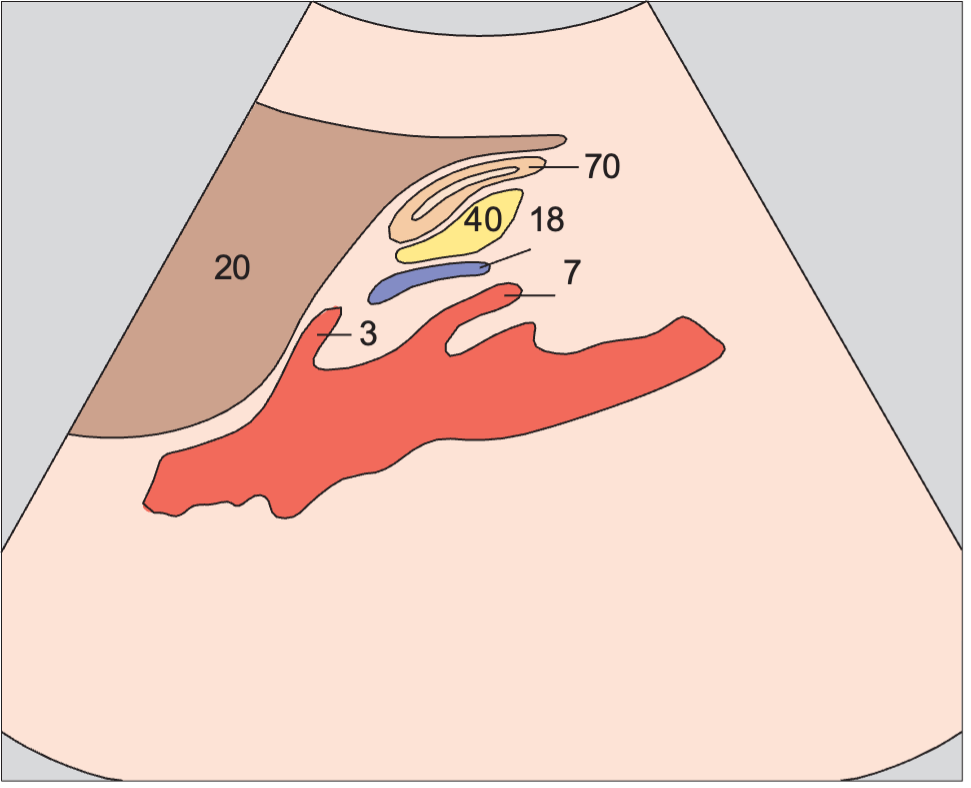 Stomach anatomy diagram, Celiac trunk