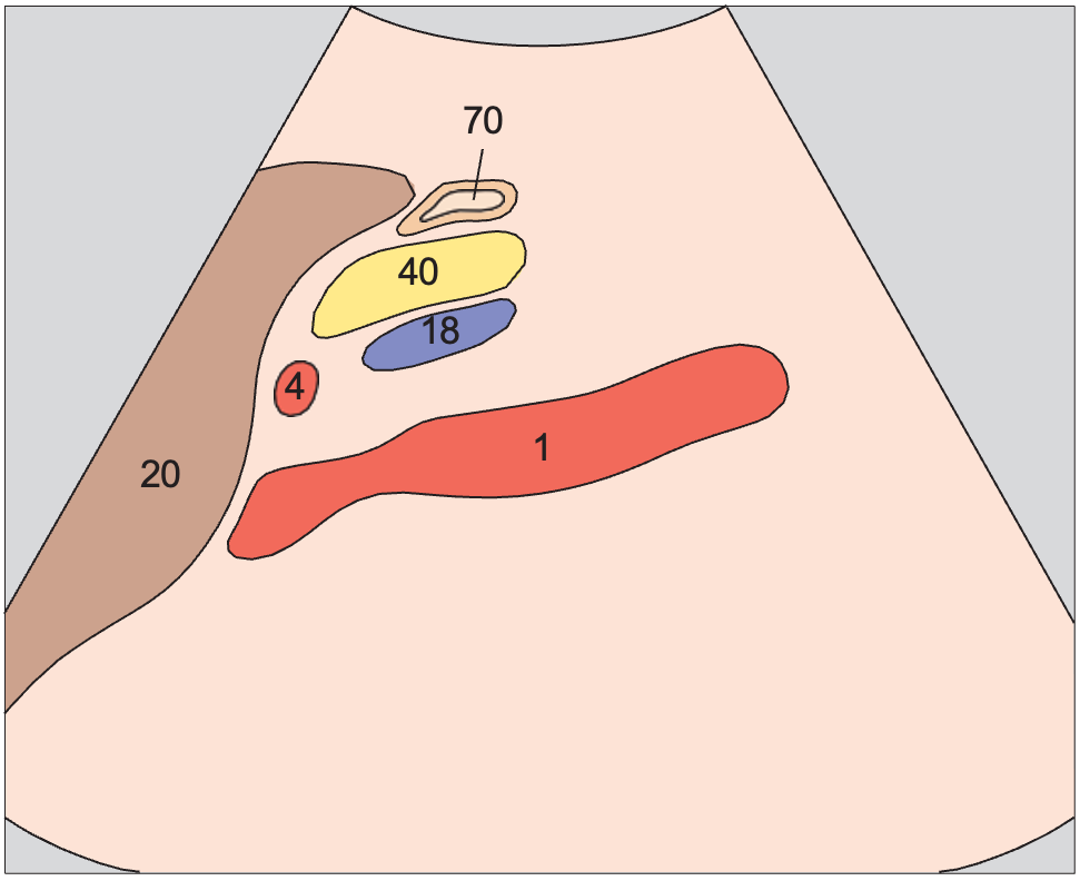 Stomach anatomy diagram, Hepatic artery and splenic vein