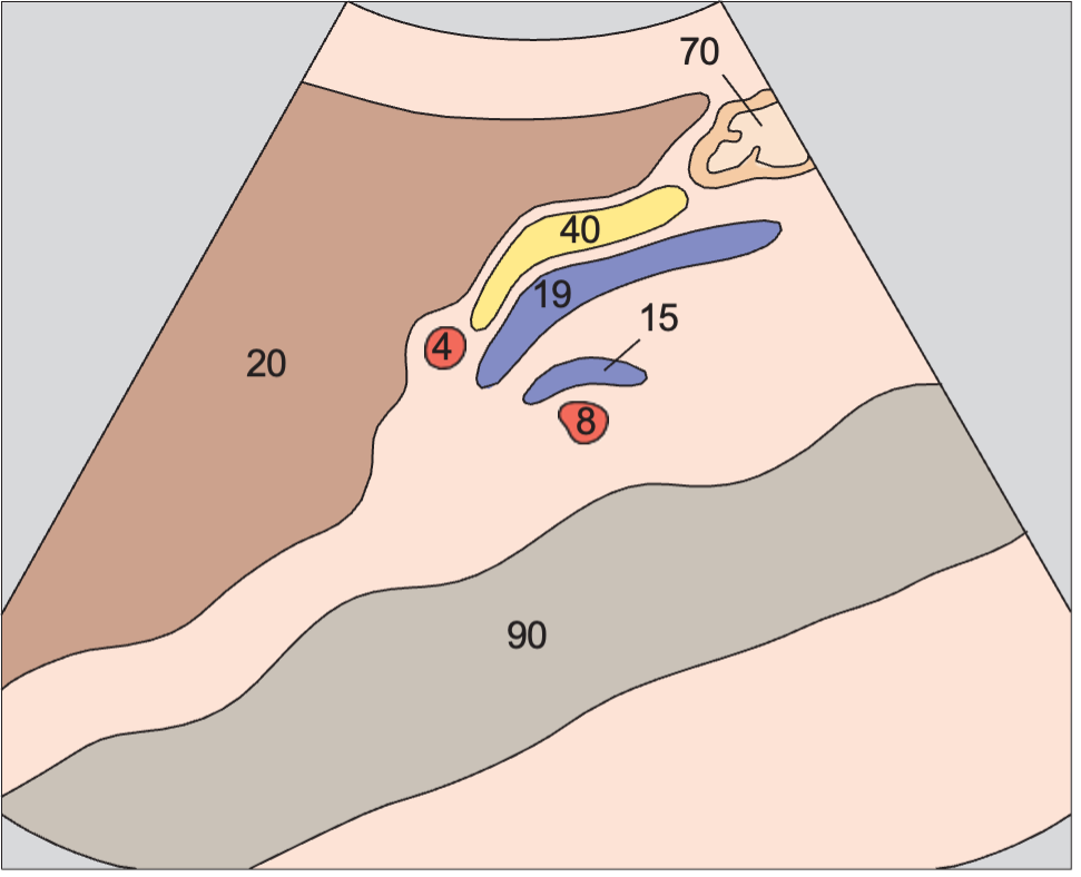 Stomach anatomy diagram, Hepatic artery and superior mesenteric vein