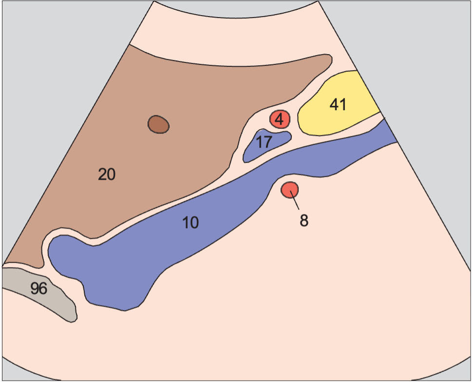 Right renal artery anatomy diagram, Hepatic artery and portal vein