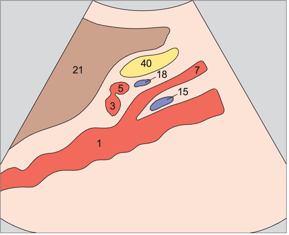 Left renal vein anatomy diagram, Aorta