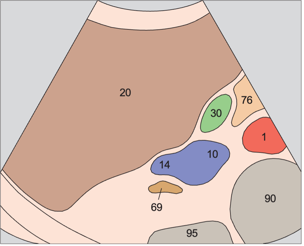 Duodenum anatomy diagram, Opening of renal vein