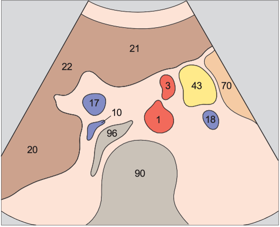 Quadrate lobe anatomy diagram, Celiac trunk
