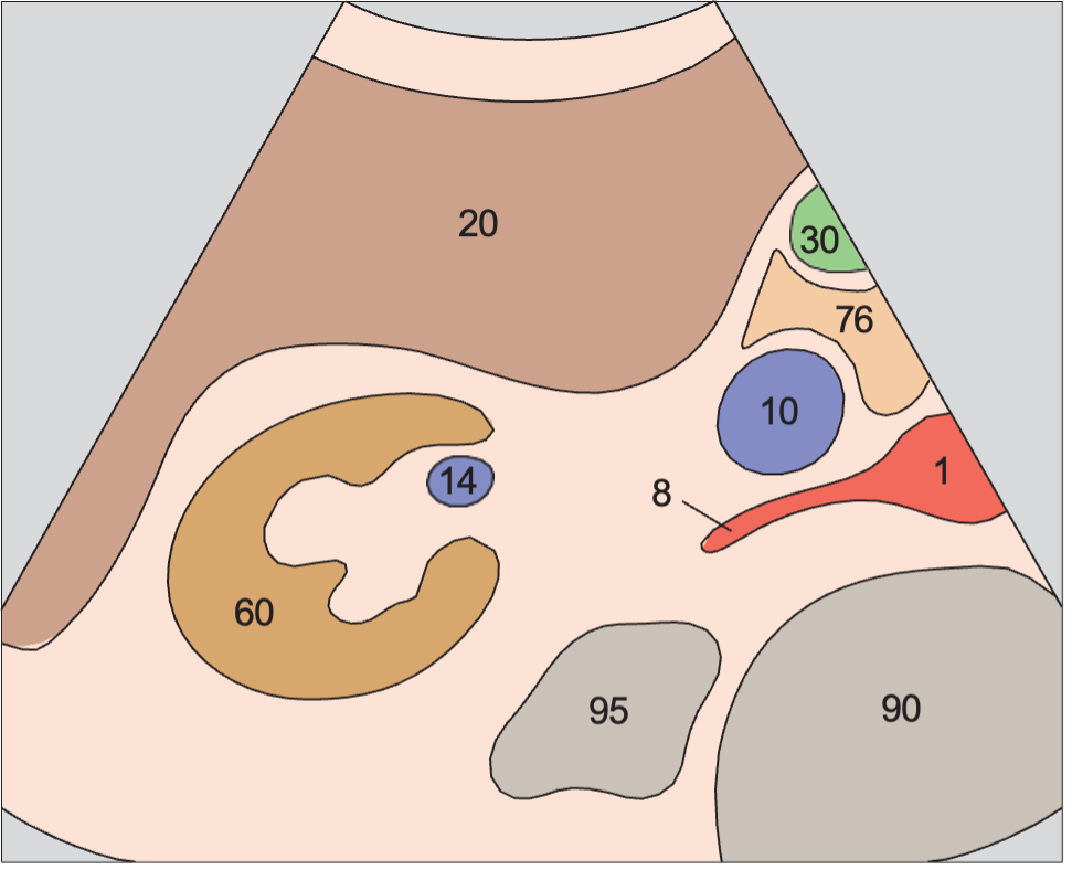 Duodenum anatomy diagram, Renal vein at hilum, renal artery