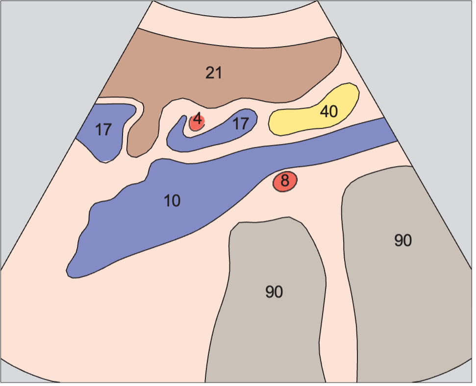 Spinal column anatomy diagram, Vena cava