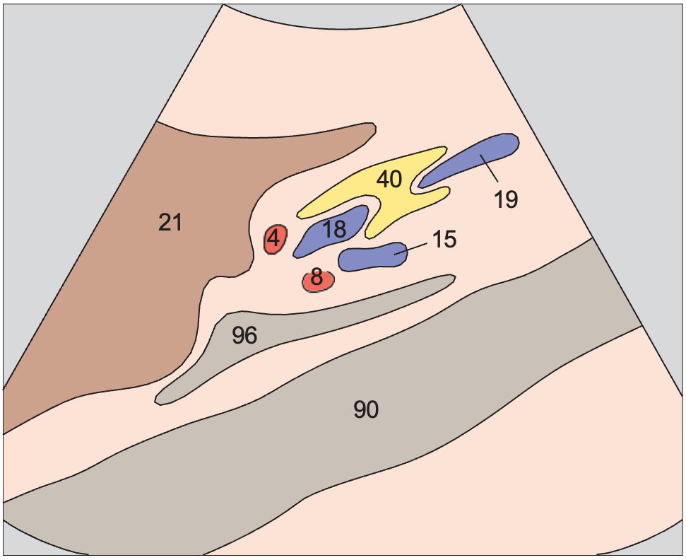 Left renal vein anatomy diagram, Right renal artery and left renal vein