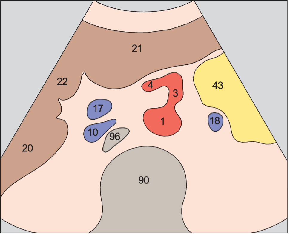 Quadrate lobe anatomy diagram, Hepatic artery