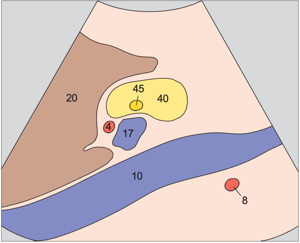 Pancreatic duct anatomy diagram, Portal vein and hepatic artery