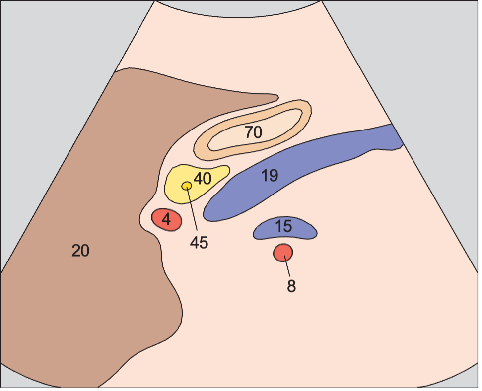 Stomach anatomy diagram, Hepatic artery, superior mesenteric vein