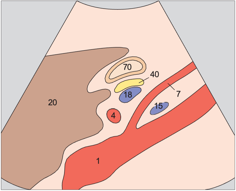 Stomach anatomy diagram, Hepatic artery, superior mesenteric artery, and splenic vein