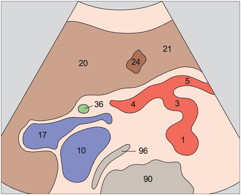 Spinal column anatomy diagram, Hepatic artery, bile duct, portal vein